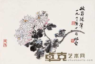 钱松嵒 1972年作 秋菊延年 镜心 26×37.5cm